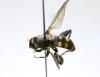Chalcosyrphus nemorum